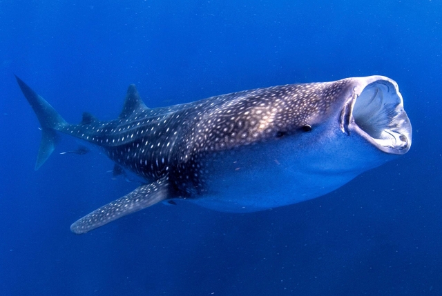 snorkel con tiburon ballena